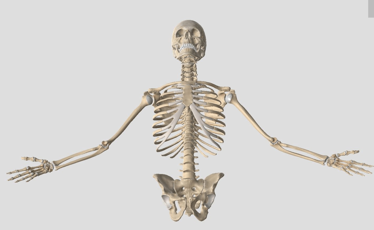 Внутренний скелет впервые